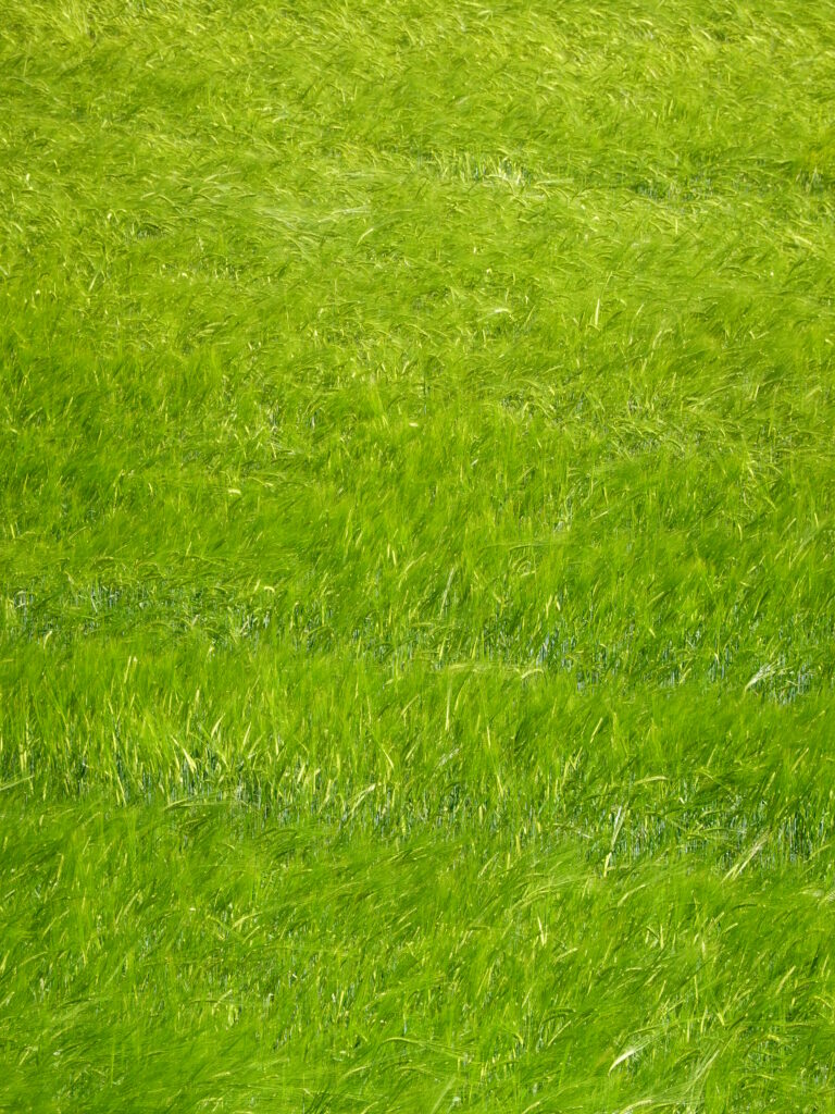 Close-up vivid green grass painted with rich brushstrokes on canvas for calming wallpaper background