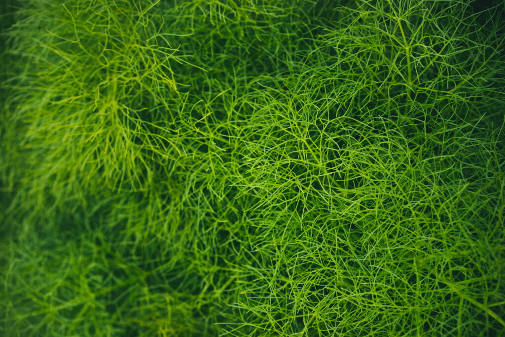Lush Green Sanctuary: An Enchanting Macro View of Vibrant Plant life in a HD Wallpaper Background