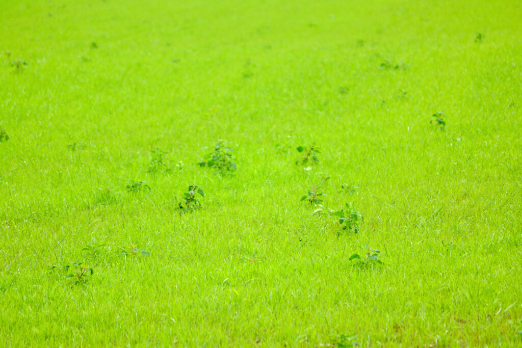 Vivid green grass field wallpaper capturing fresh tranquil natural outdoor landscape background