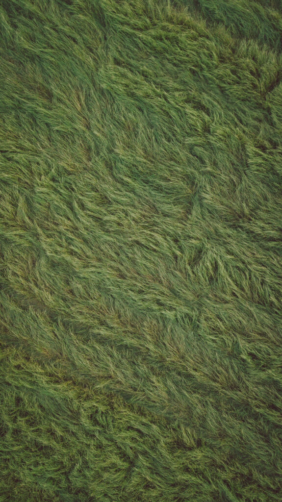 Lush Green Grass Field Texture - Vibrant Nature Wallpaper Background