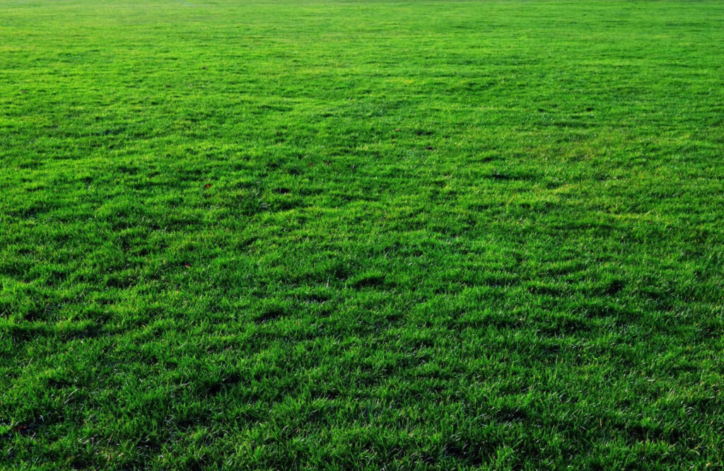 Lush Green Grass Field - Perfect Wallpaper for Outdoor Themes
