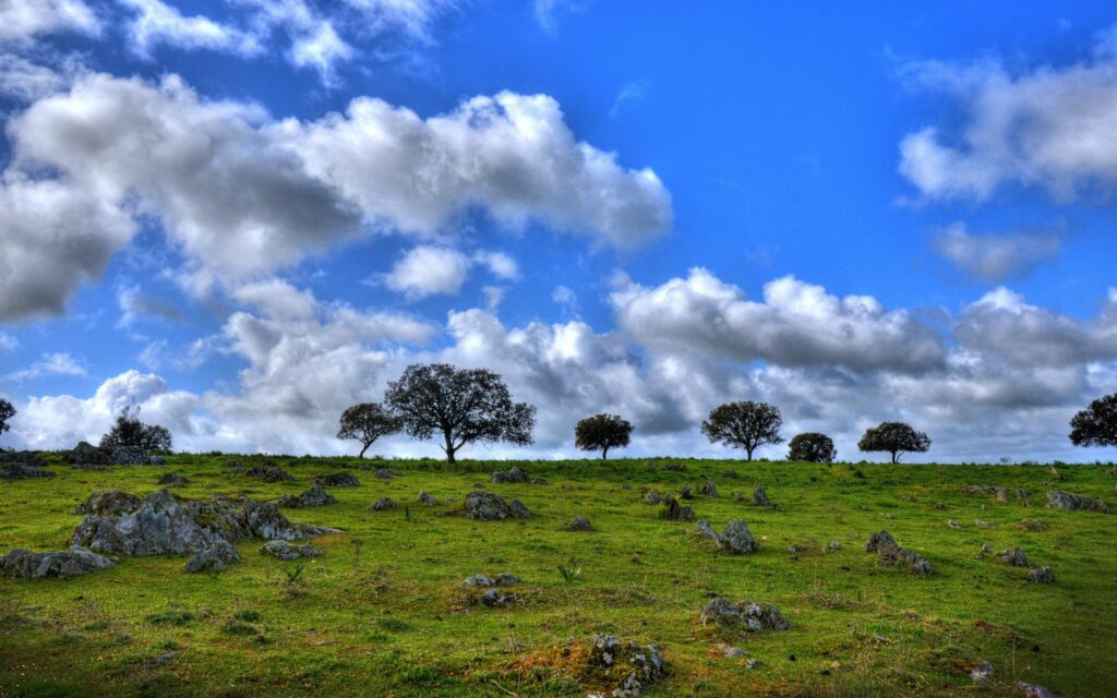 Lush green grass field with wildflowers rocks trees under a dramatic blue sky with clouds wallpaper