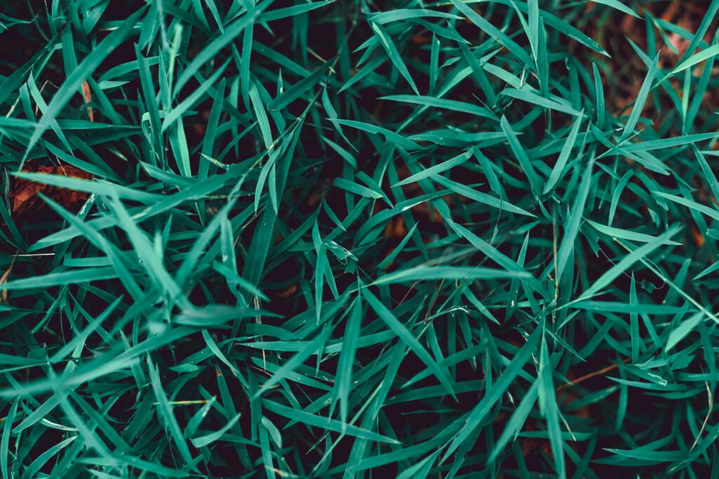 Closeup of fresh green grass blades macro texture vibrant foliage natural wallpaper background