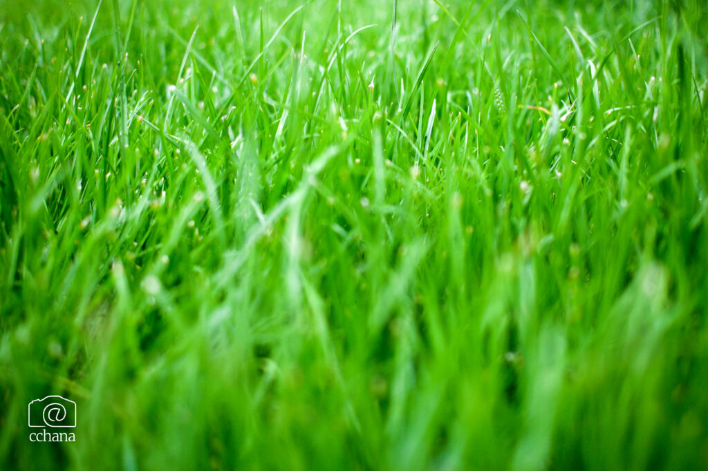 Lush Green Grass Close-Up: Vibrant Nature Macro Wallpaper Background