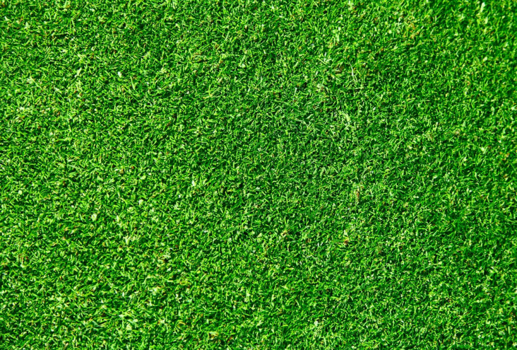 Vibrant Soft Green Grass Texture - Perfect Wallpaper Background