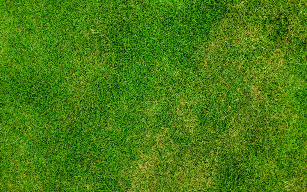Top-down macro view of lush green grass texture HD wallpaper for fresh nature backgrounds