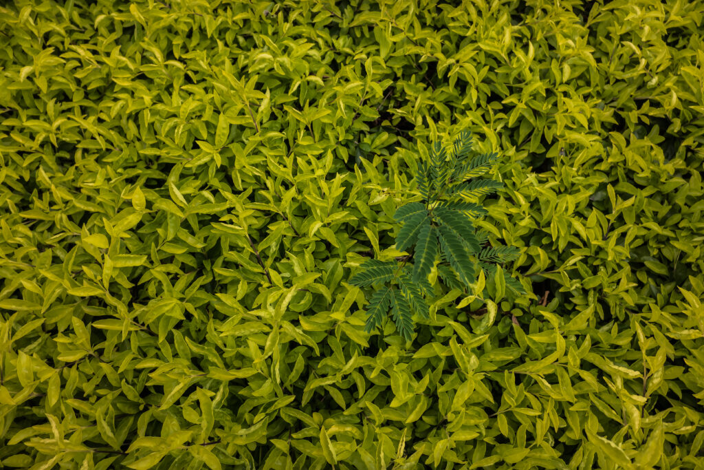 Dense vibrant green grass with a unique fern leaf creating a calming natural wallpaper background