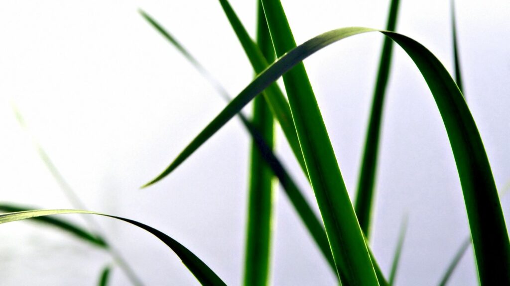 Lush Green Grass Wallpaper: Serene Meadow Background Design