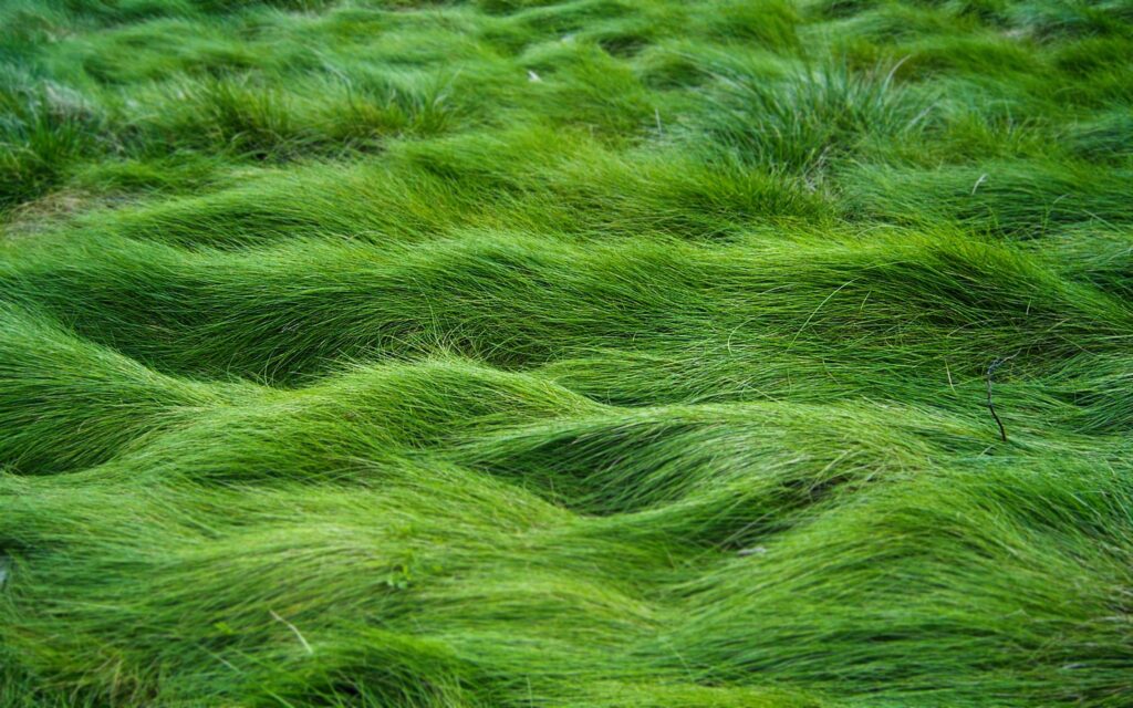 Lush green grass wallpaper with soft wavy texture and natural relief calming nature background