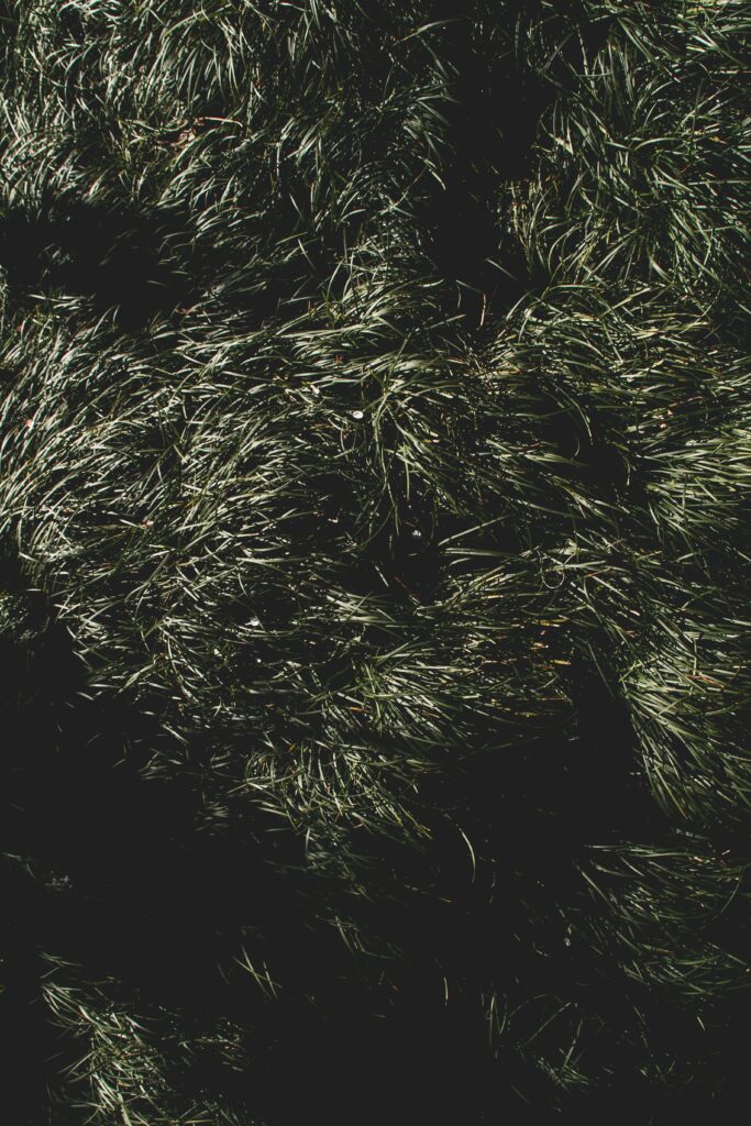 Lush green grass with natural light and deep shadows creating textured vibrant wallpaper background
