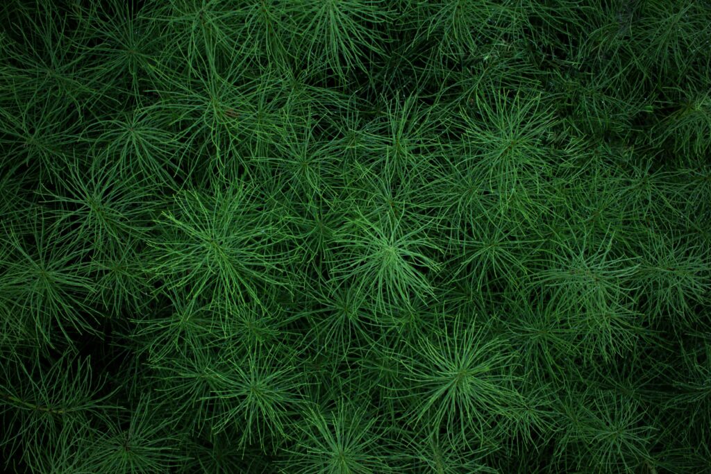Lush green grass and plants wallpaper with dense organic textures for a calming nature decor