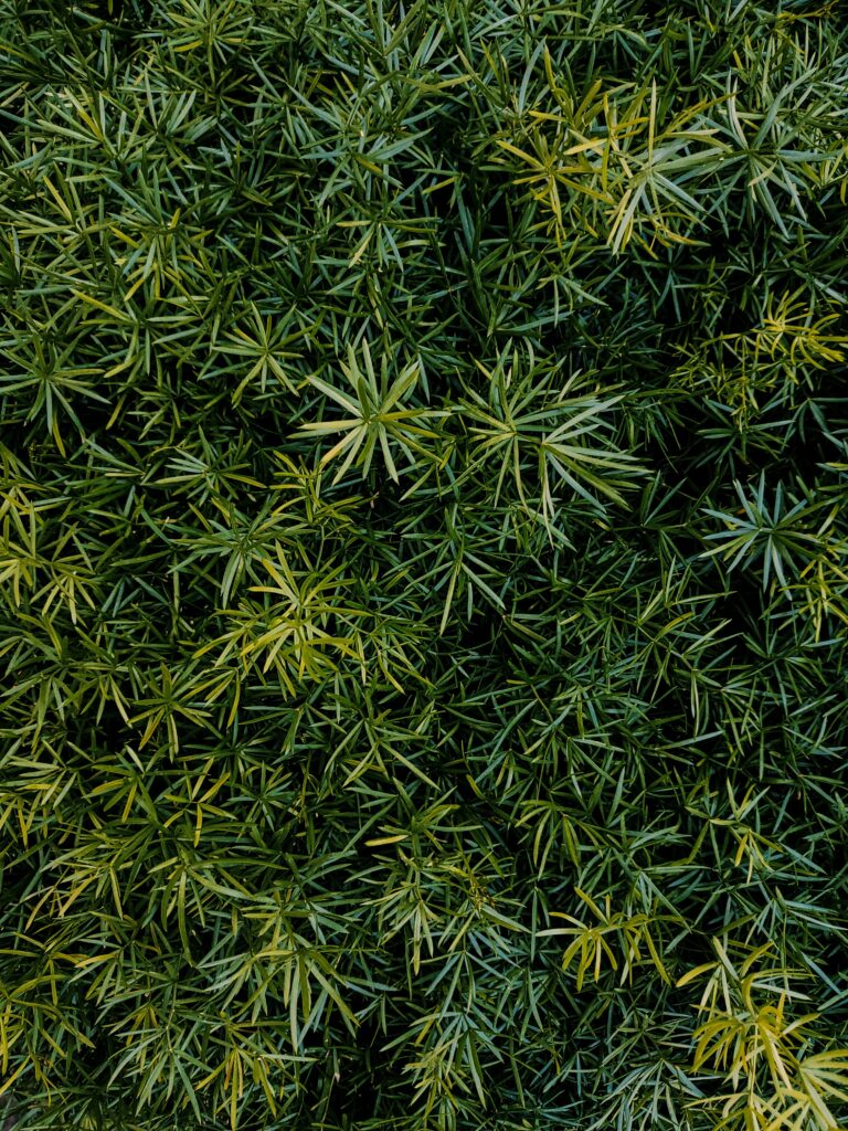 Aerial view of dense green grass and leaves creating a lush natural texture wallpaper background