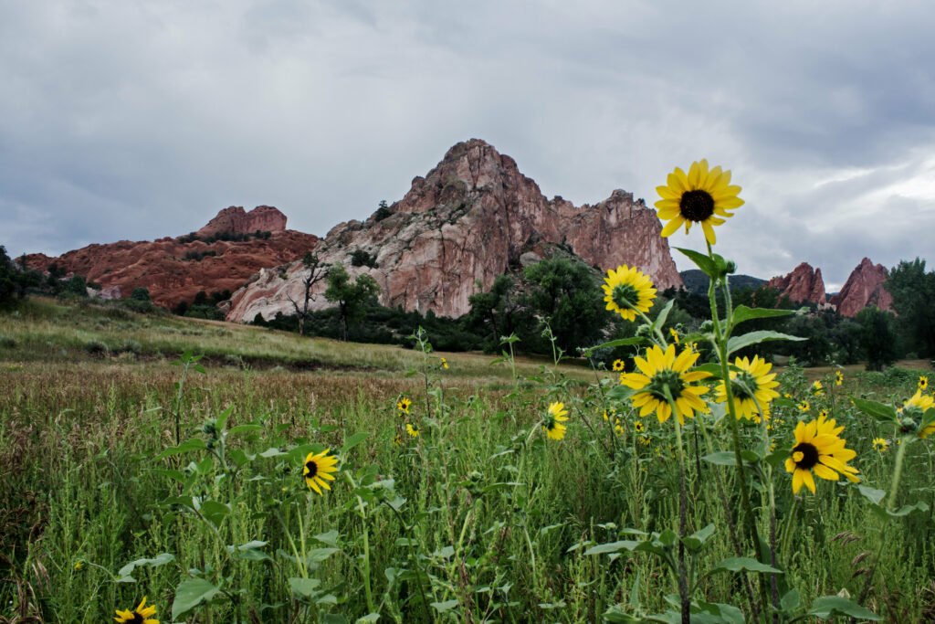 Lush grassy slope with yellow flowers and rocky formations under dramatic cloudy sky wallpaper background