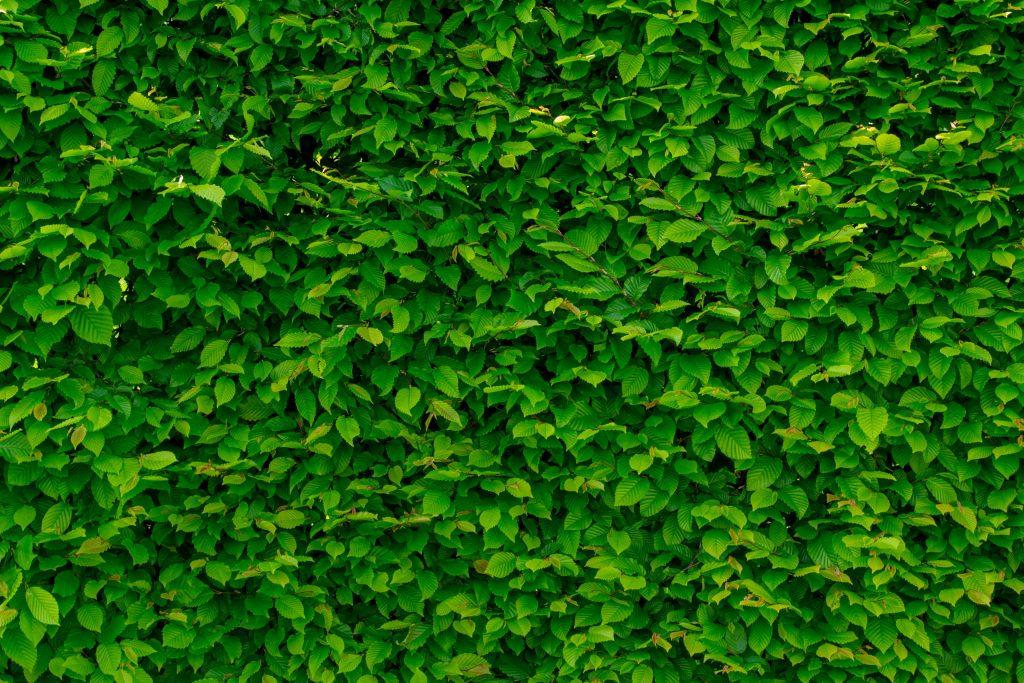 Dense green hedge leaves bathed in soft natural light creating calming nature wallpaper background
