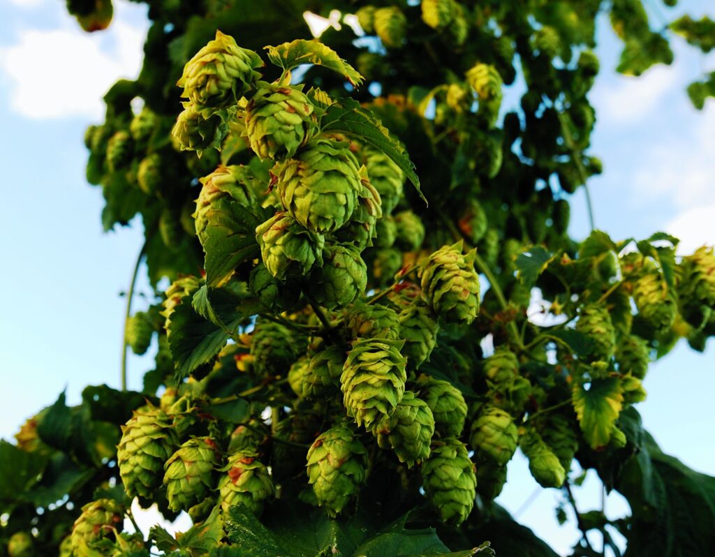 Close-up of green hop cones on leafy branch under bright blue sky natural botanical wallpaper background