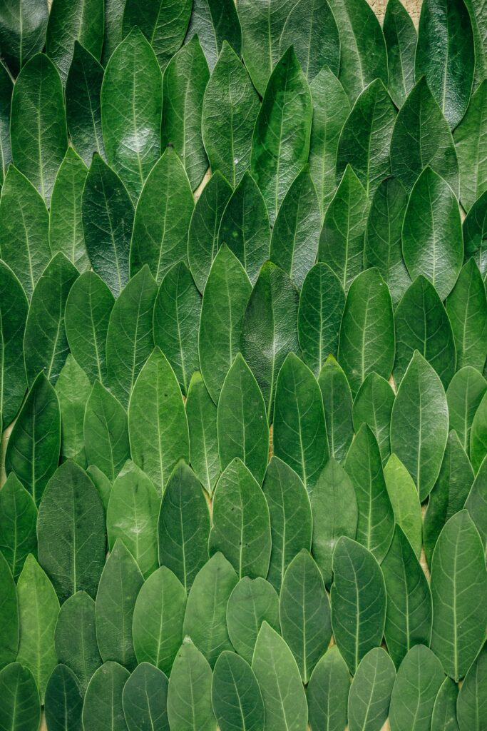 Lush green laurel leaves wallpaper with vibrant natural texture and symmetrical botanical design