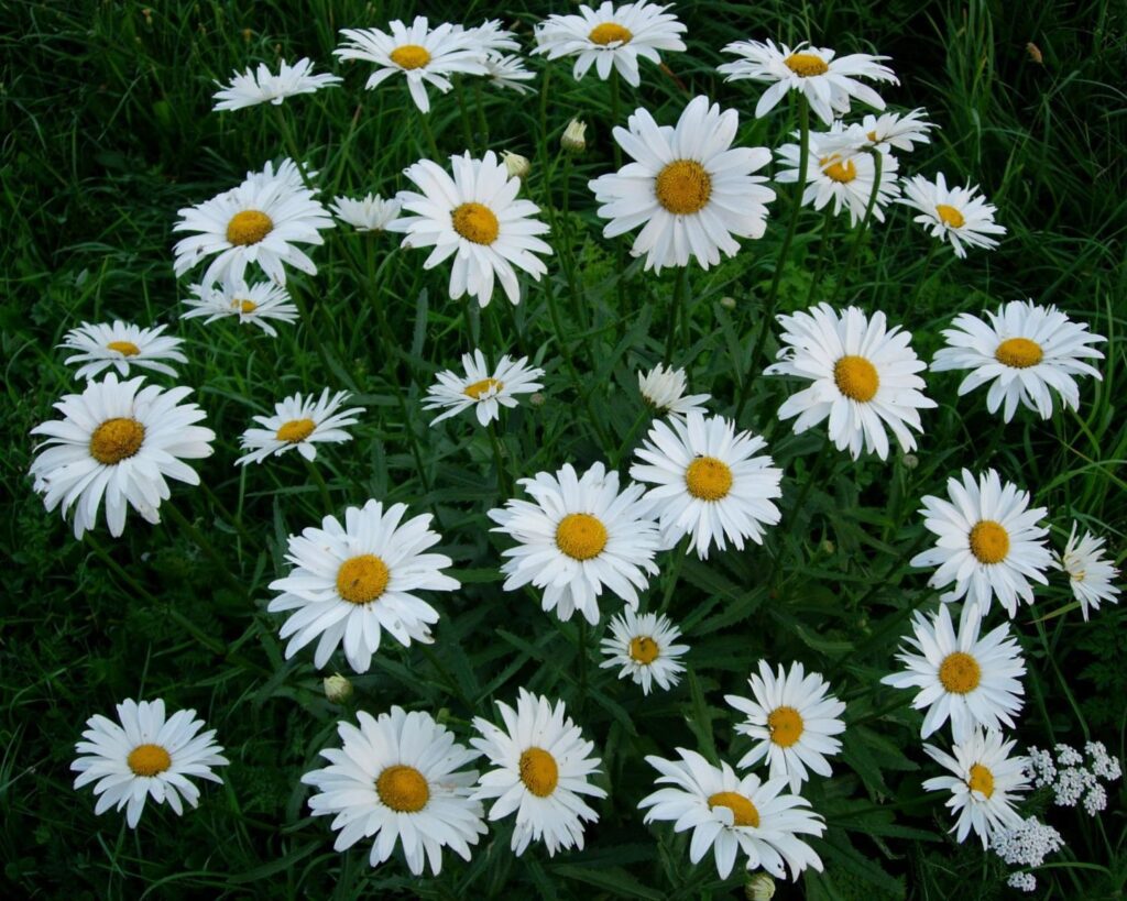 Lush Green Lawn with Blooming Chamomile Flowers - Refreshing Background Wallpaper