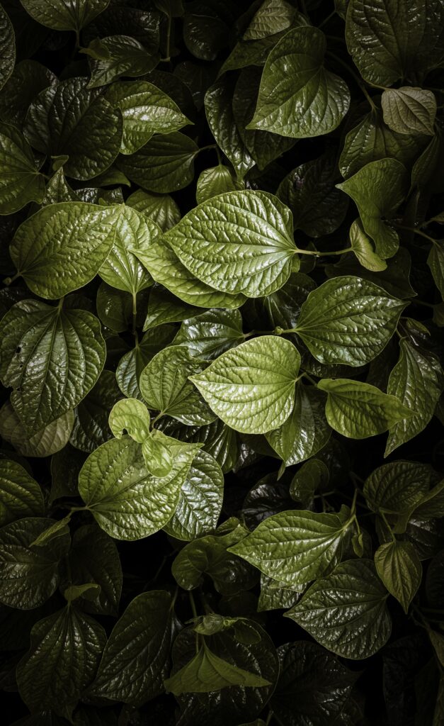 Aerial view of glossy vibrant green leaves with natural patterns for nature wallpaper background