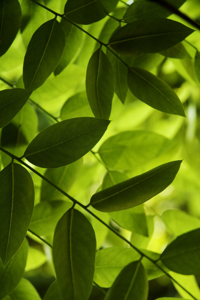 Macro close-up of lush green leaves with detailed veins and soft shadows creating depth wallpaper