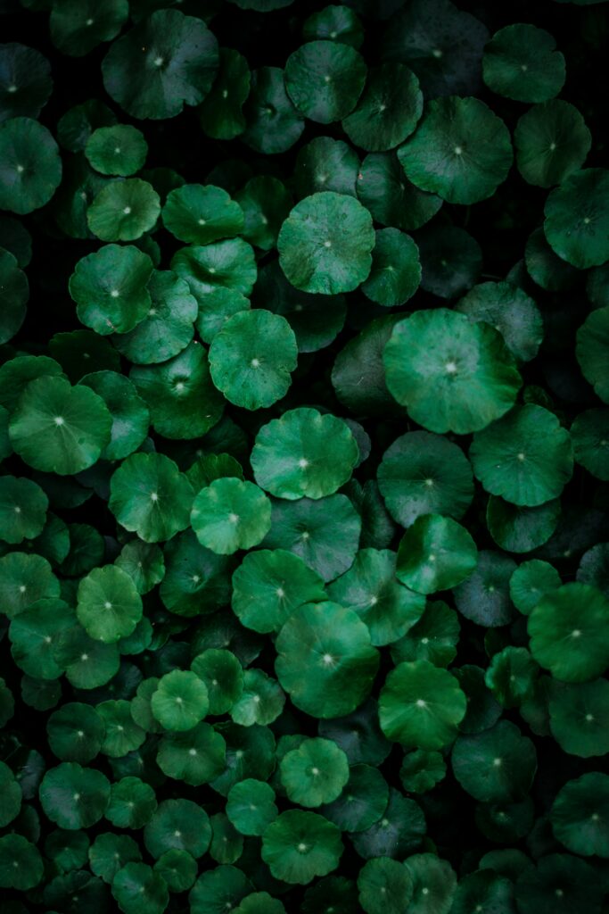 Vibrant wallpaper with lush round green leaves creating a calming nature-inspired pattern background