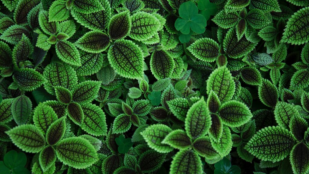 Lush green leaves wallpaper with textured foliage creating a vibrant and calming botanical design