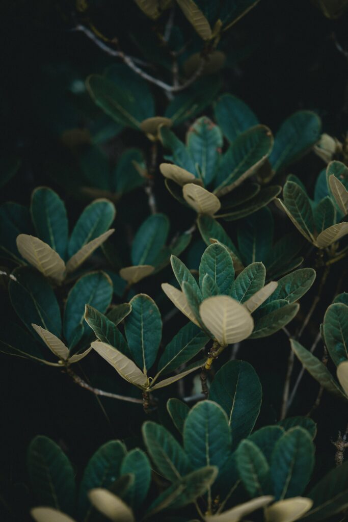 Lush green leaves with detailed veins densely arranged on a dark moody botanical background Wallpaper