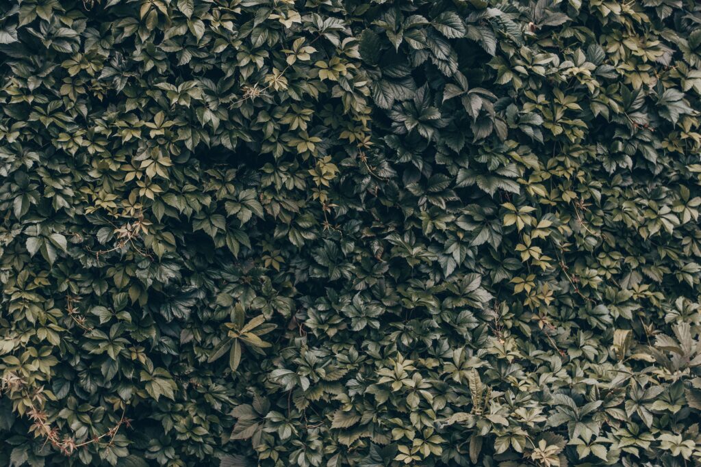 Lush green leaf wall wallpaper showcasing dense natural foliage for calming nature-inspired spaces