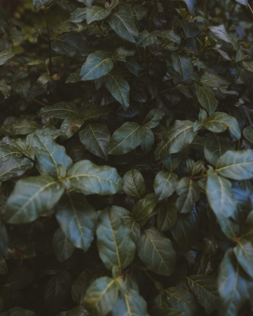 Lush green leaves dense foliage wallpaper with rich textures vibrant botanical background
