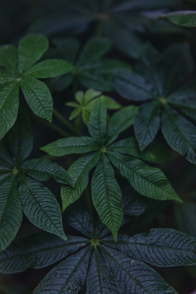 Intricate Textures of Lush Green Leaves | Nature Wallpaper Background