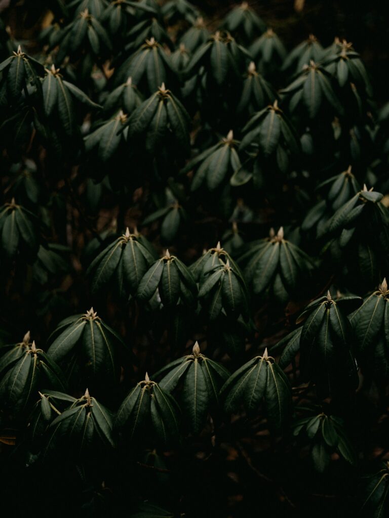 Closeup of lush green plant leaves with soft natural light highlighting texture and depth Wallpaper