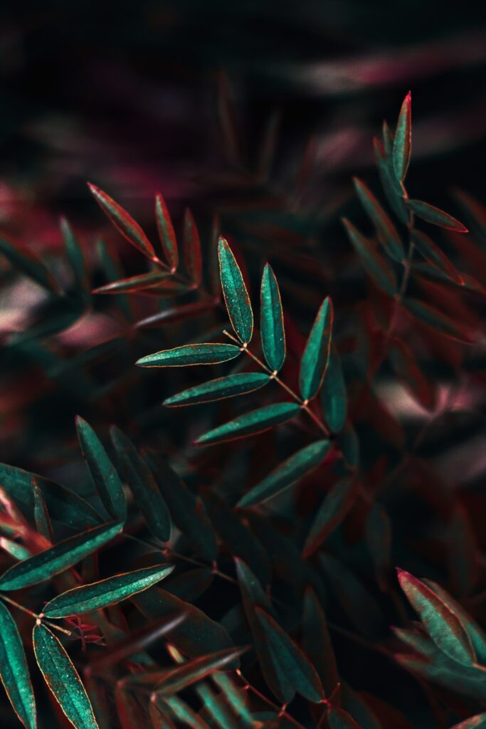 Close-Up of Lush Green Leaves on Branch - Dark Moody Wallpaper