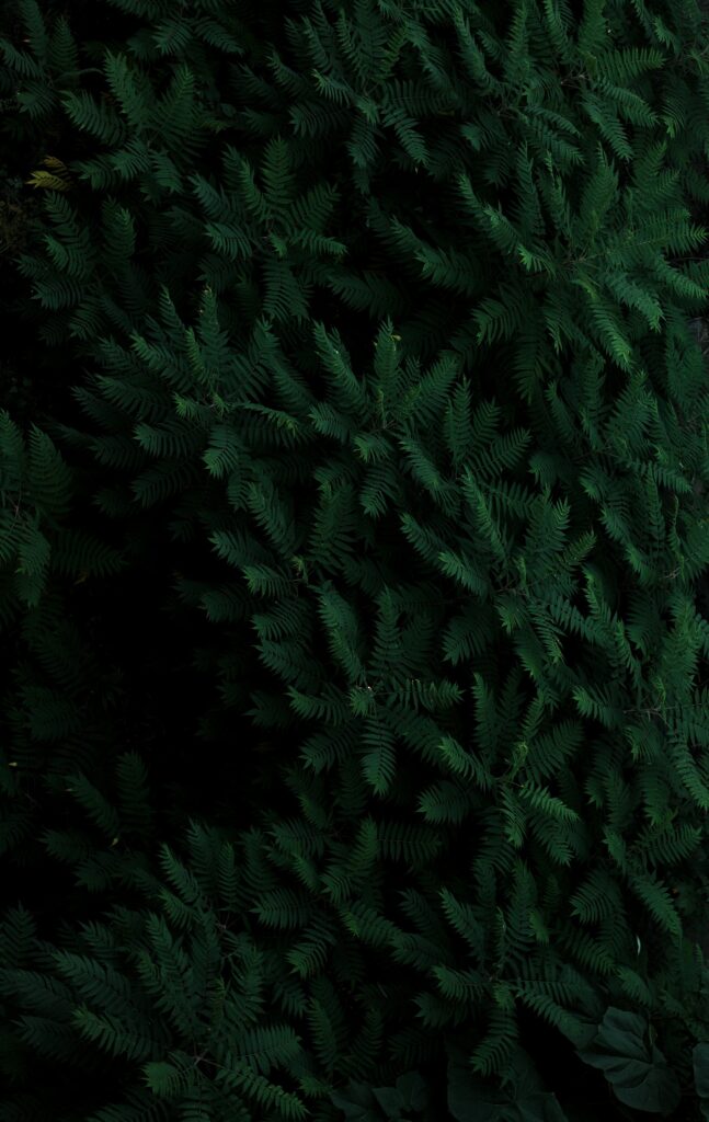 Lush green leaves and delicate branches creating a dense emerald foliage wallpaper background