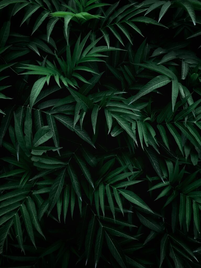 Dense vibrant green leaves and lush foliage creating a calming botanical wallpaper background