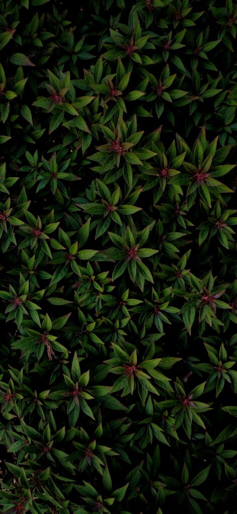 Lush green leaves wallpaper with detailed veins dense foliage natural calming background