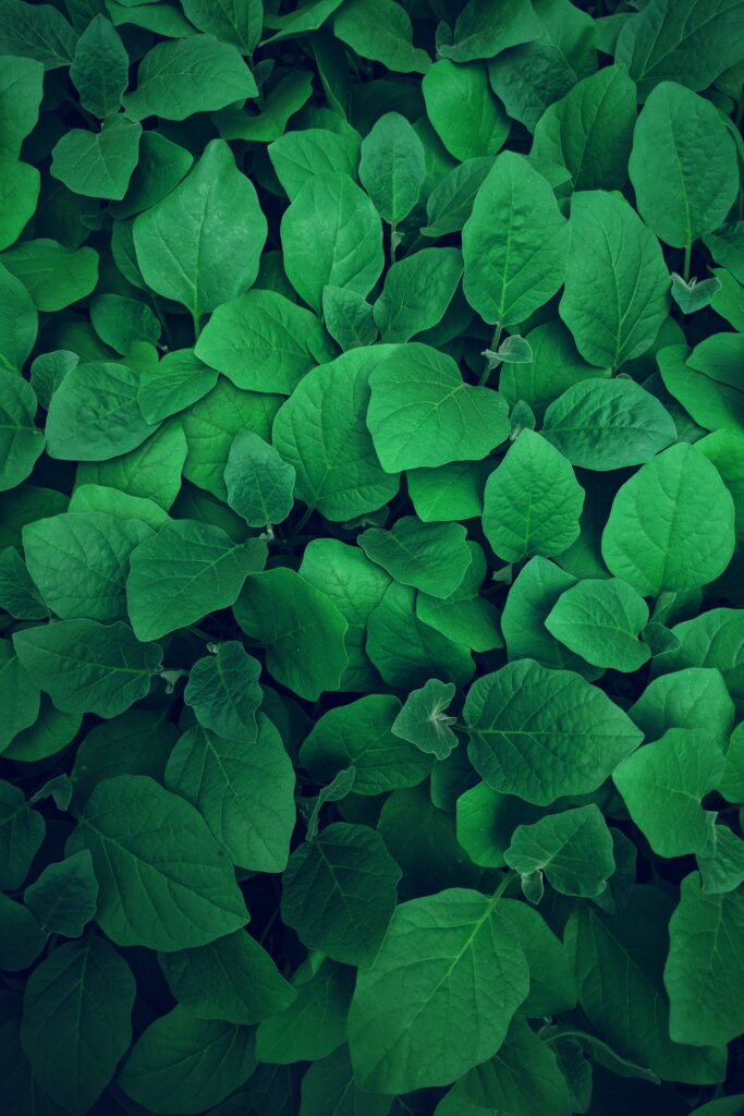 Vibrant green leaves wallpaper with lush dense foliage texture capturing natural freshness