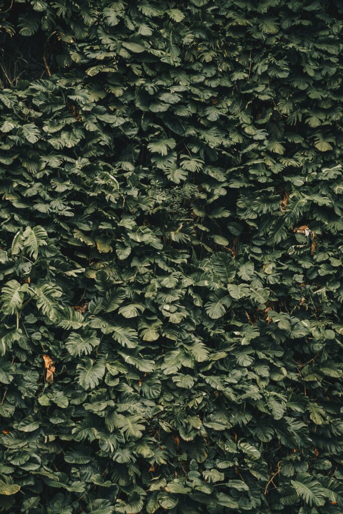 Realistic wallpaper of dense deep green leaves creating a vibrant calming natural backdrop