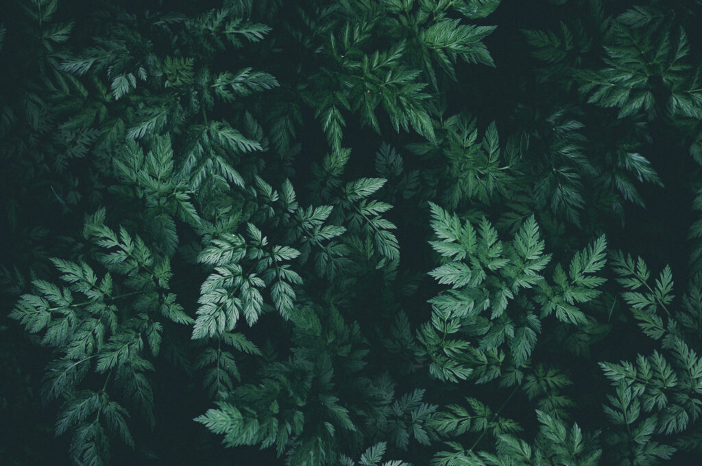 Serene Dark Wallpaper: Lush Green Leaves on Shadowy Background