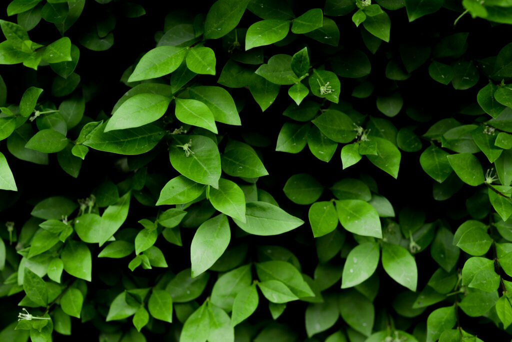 Lush green leaves clustered on branches vibrant natural foliage wallpaper background design