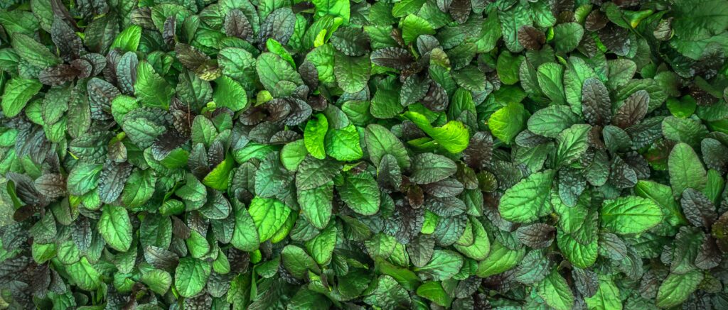 Lush vibrant green leaves wallpaper with textured foliage and grass elements for nature decor