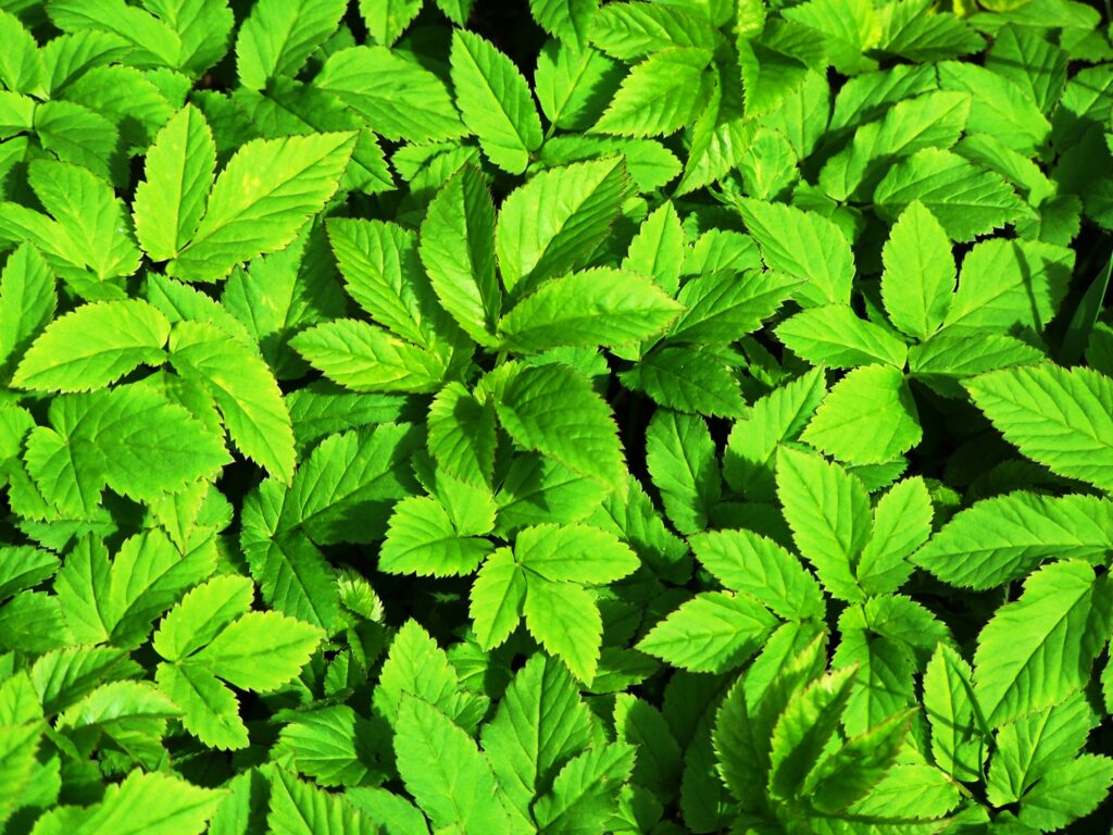 Vibrant green leaf wallpaper with intricate natural textures creating a fresh calming background