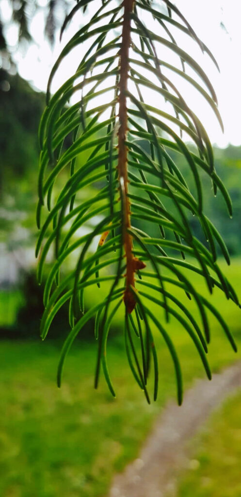 Lush Green Leaves Wallpaper for Samsung Galaxy Note 20 Ultra