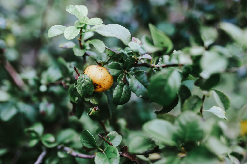 Lush Green Leaves with Yellow Fruit - Serene Wallpaper Background