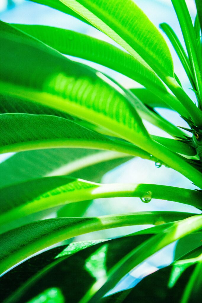 Vibrant Green Leaves Wallpaper with Sunlit Water Droplets Background