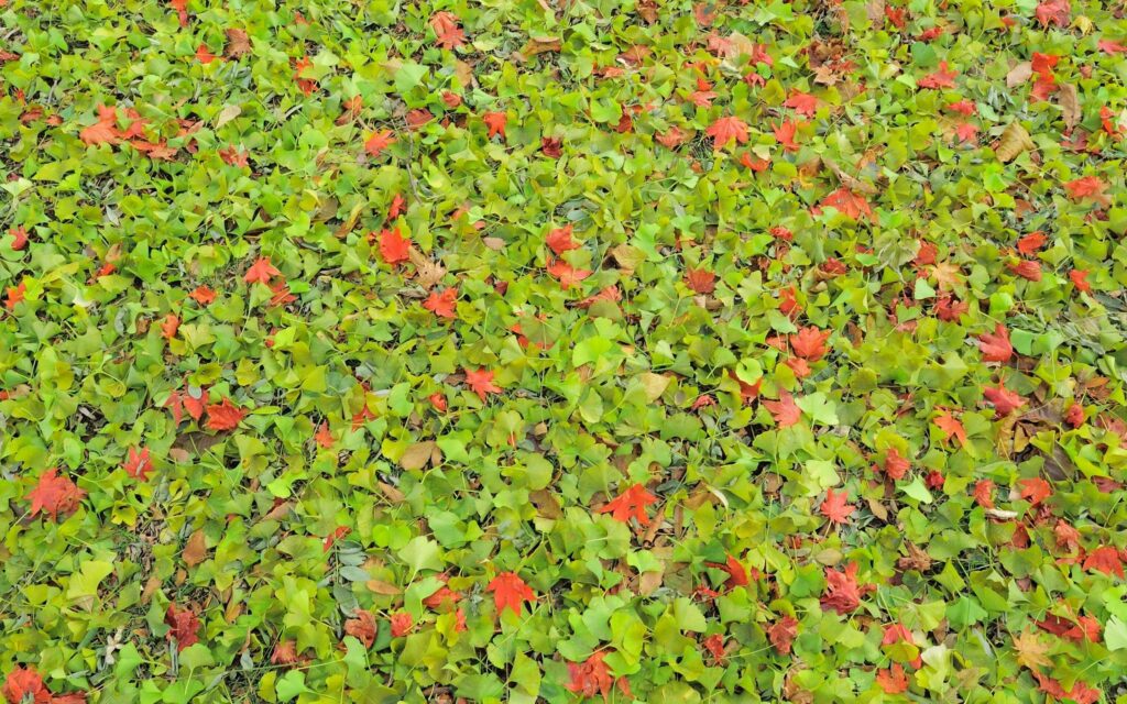 Vibrant wallpaper with green leaves grass and scattered orange red autumn leaves seasonal fall