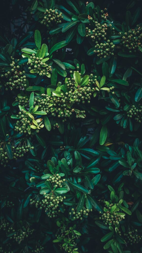 Aerial view of lush green leaves and dense bush with vivid buds in rich natural shades wallpaper