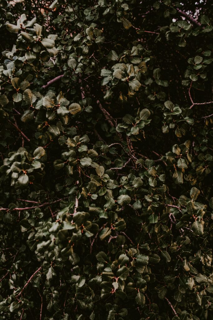 Dense bush with deep green leaves and slender branches creating a natural textured wallpaper background