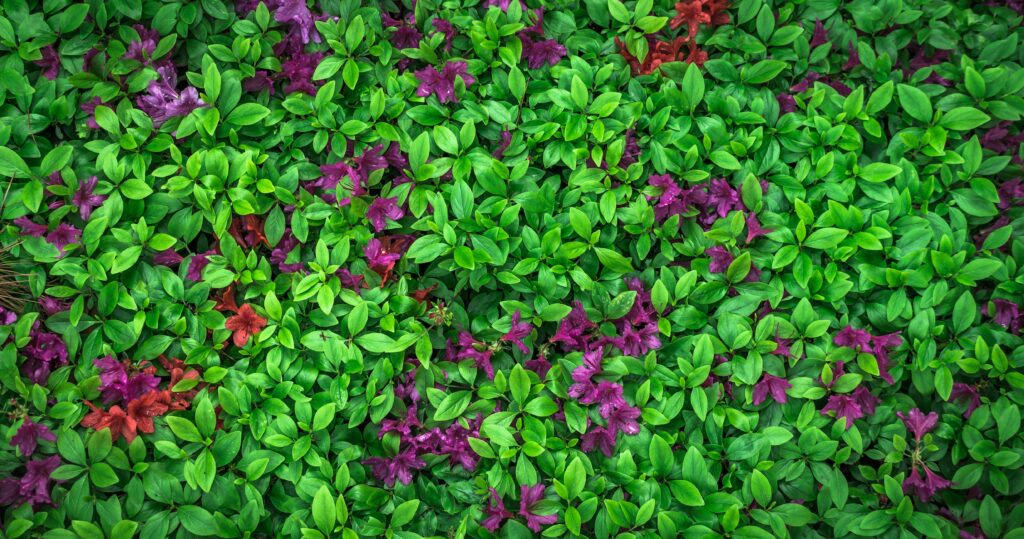 Vibrant green leaves with blooming magenta and red azalea flowers natural wallpaper background