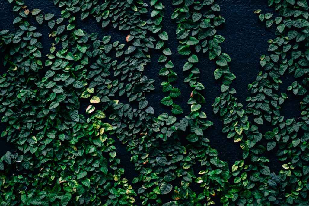 Lush green leaves cascading over dark textured wall vibrant foliage natural wallpaper background