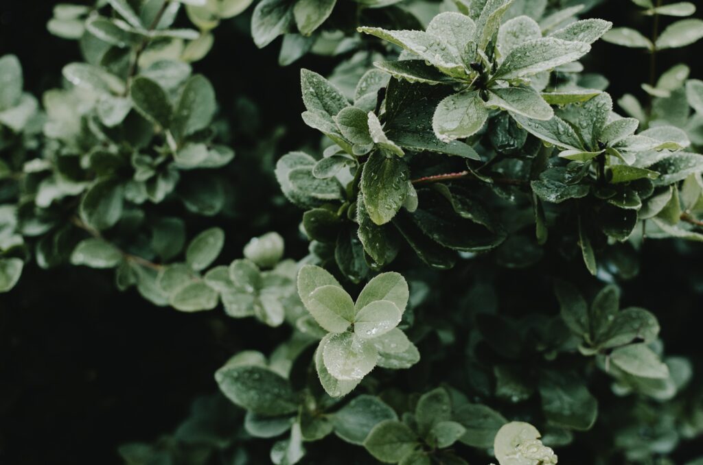 Close-up of lush green leaves with dewdrops highlighting fresh foliage after rainfall wallpaper
