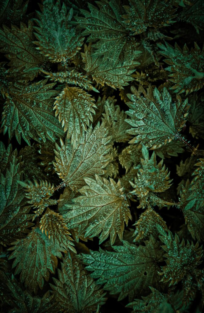 Aerial view of lush green leaves with delicate snow showcasing intricate veins and winter beauty Wallpaper